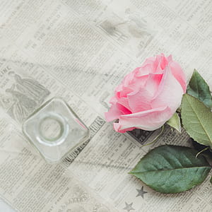 pink rose thumbnail