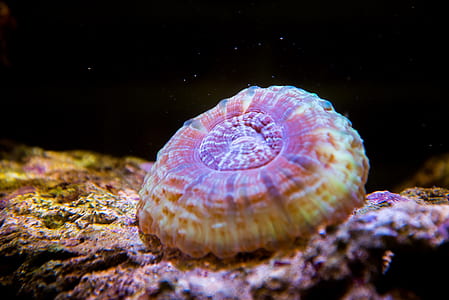 brown and beige jellyfish thumbnail