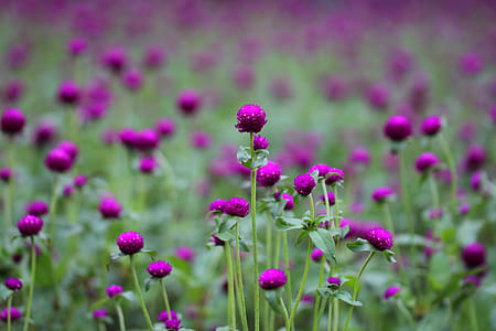 Photo of Purple and Green Flowers thumbnail