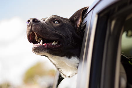 adult white and black American pit bull terrier in the car thumbnail