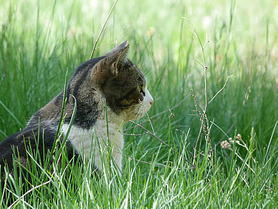 brown and white tabby cat on green grass thumbnail