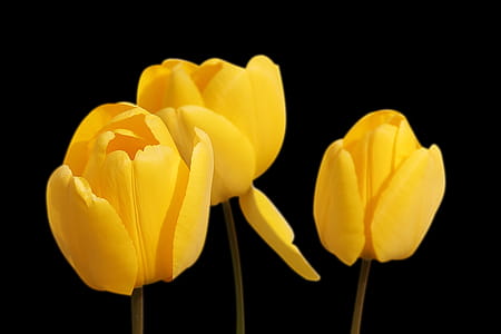 Yellow Flower thumbnail