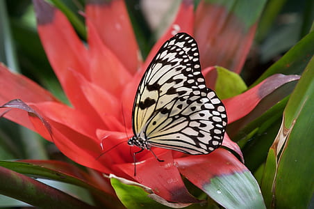 paper kite butterfly perching on red flower in close-up photography thumbnail