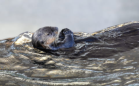 photo of seal on water thumbnail