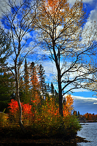 fall trees under blue sky thumbnail