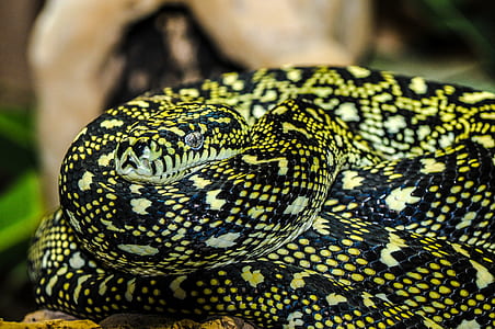 black and green snake closeup photography thumbnail