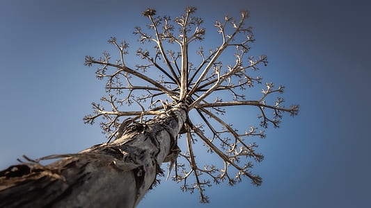 low angle photography of tree during daytime thumbnail