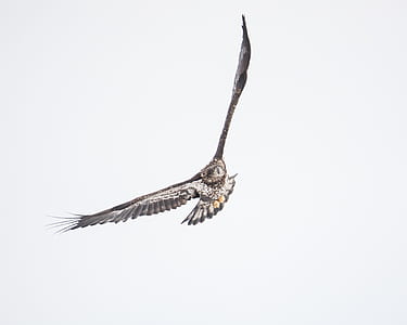 brown eagle flying on midair thumbnail