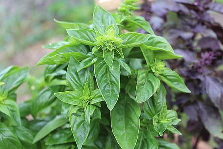 green leaf plant in shallow focus lens thumbnail