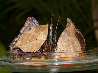 Butterflies, Butterfly House thumbnail