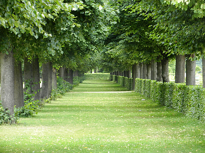 green grass pathway between trees at daytime thumbnail
