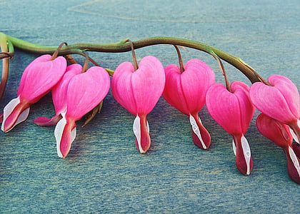 pink petaled flower on blue surface thumbnail