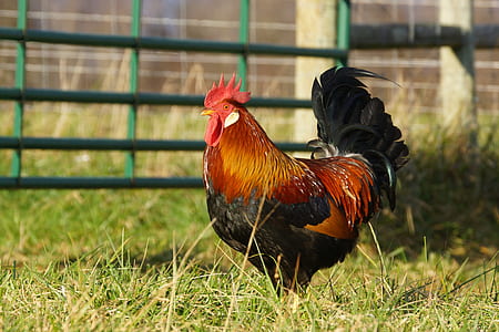 red rooster near fence thumbnail
