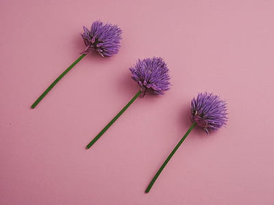 three purple petaled flowers on pink surface thumbnail