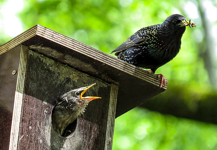 black bird on top of brown wooden birdhouse thumbnail