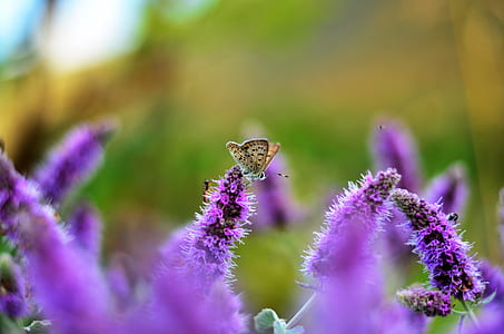 selective focus photography of common blue butterfly perched on purple lavender flower thumbnail