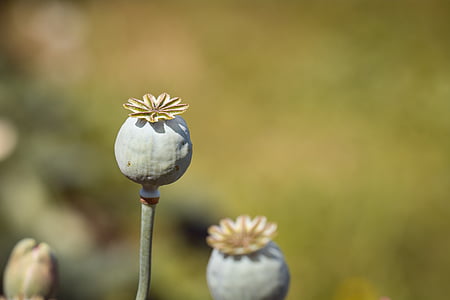 close-up photography of green poppy flower buds thumbnail