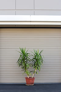 two green indoor plants thumbnail