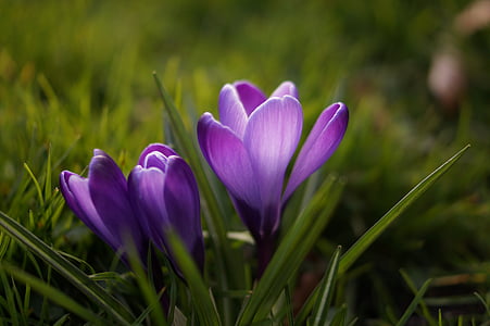 closeup photo of three purple petaled flowers thumbnail