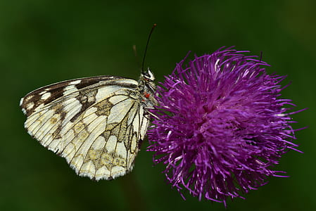 brown butterfly on round purple flower photo thumbnail