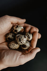 Quail eggs thumbnail
