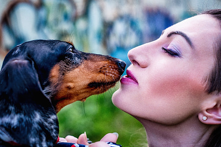 dachshund beside a woman thumbnail