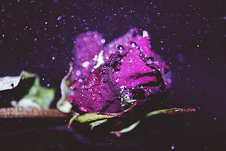 Red Rose thumbnail