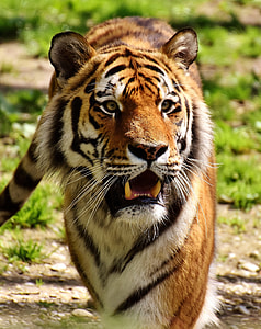 large tiger on walking on brown ground during daytime thumbnail