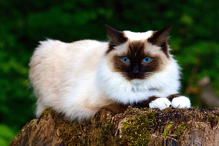 photo of short-haired brown and black cat thumbnail