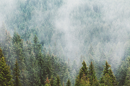 trees covering with fog thumbnail