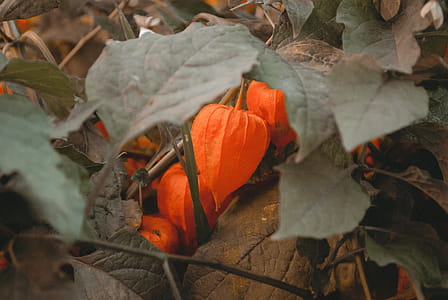 Close-up Photo of Orange Petaled Flowers thumbnail
