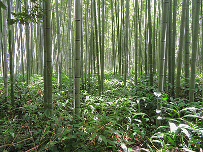 photograph of bamboo stalks thumbnail