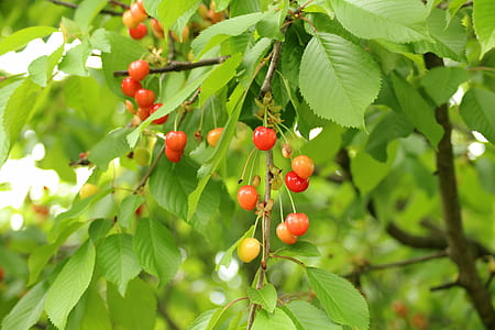 selective focus photography of red fruit thumbnail