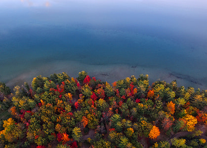 top view of trees beside body of water thumbnail