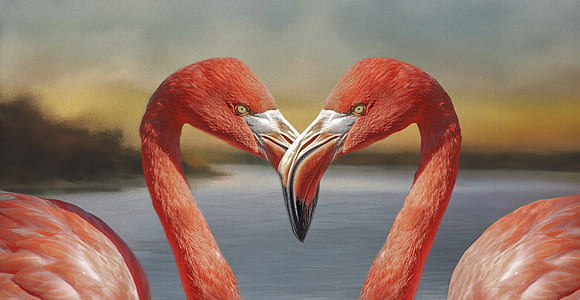 selective focus photography of two flamingos thumbnail