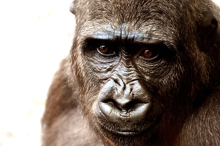photo of gorilla thumbnail