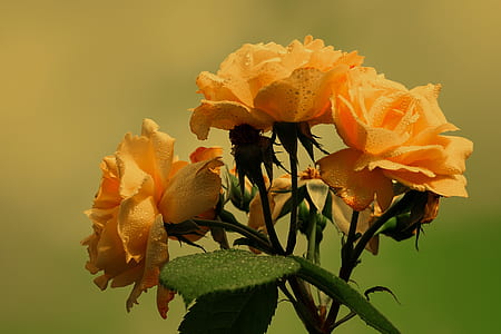 close-up photography of yellow roses in bloom thumbnail