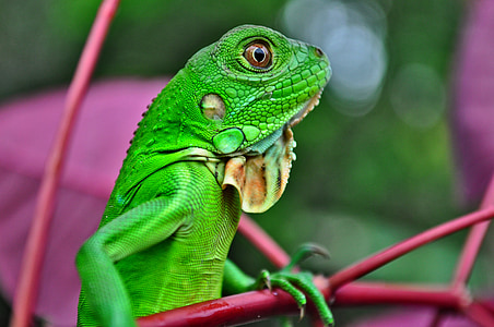 selective focus photography of green lizard thumbnail