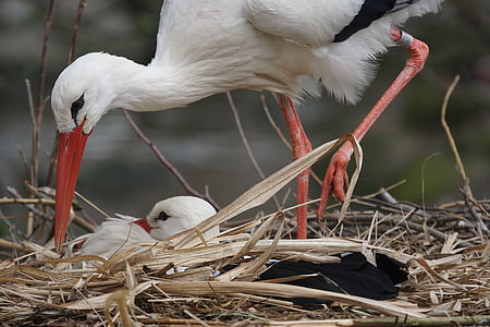 two white birds on nest thumbnail