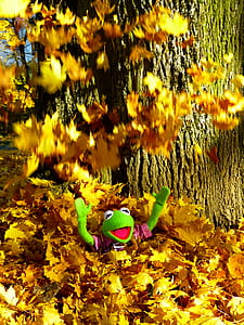 Kermit the frog surrounded by dry maple leaves near tree during daytime thumbnail