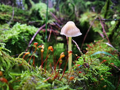 white mushroom thumbnail