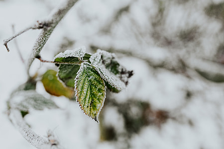 Close-ups of snowy trees thumbnail