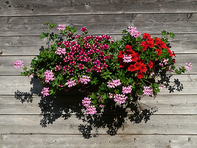 Geranium, Balcony Plant thumbnail