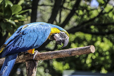 blue and yellow parrot on brown branch thumbnail