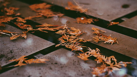 brown leaves photo thumbnail