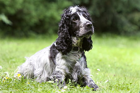 black and white English springer spanial prone lying on grass at daytime thumbnail
