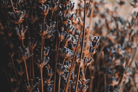 Shallow Focus Photo of Flowers thumbnail