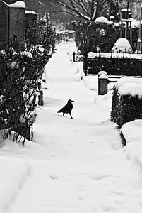 raven on snow filled thumbnail