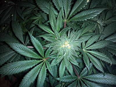 cannabis leaves thumbnail