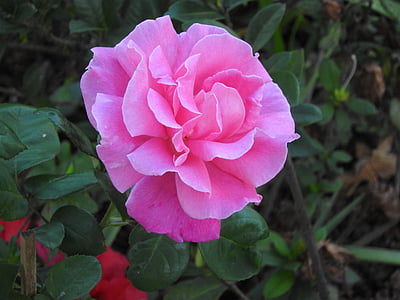 pink rose in bloom at daytime thumbnail